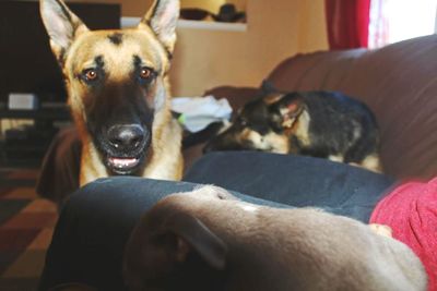 Close-up portrait of dogs relaxing at home