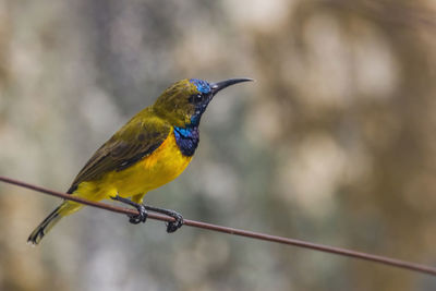 Close-up of bird perching on metal