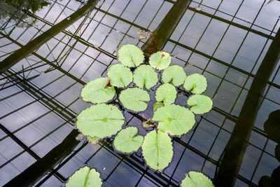 Low angle view of plant leaves in greenhouse