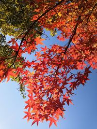 Low angle view of maple tree against sky