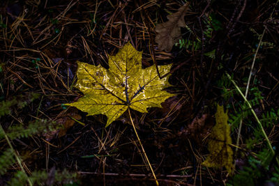 Close-up of maple leaf at night
