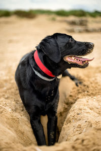 Black dog sticking out tongue on sand