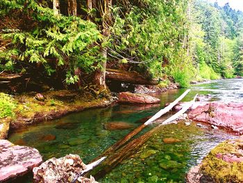 Scenic view of river in forest