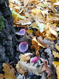 Autumn leaves on ground