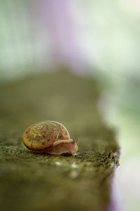 Close-up of snail