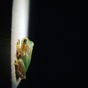 Close-up side view of a frog