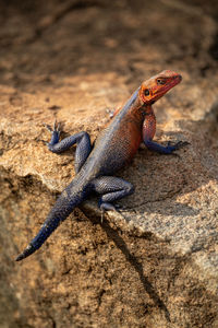 Spider-man agama perches on rock eyeing camera