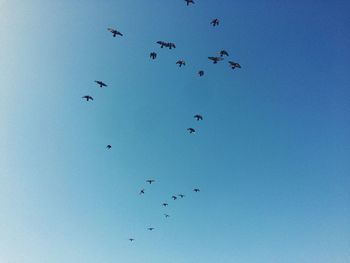Flock of birds flying against blue sky