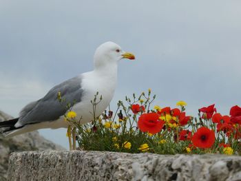 Close-up of seagull by flowers blooming against sky