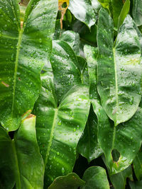 Close-up of raindrops on leaves