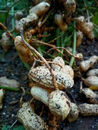 Close-up of mushroom growing outdoors