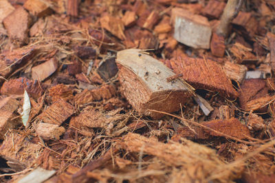 Close up of leaves