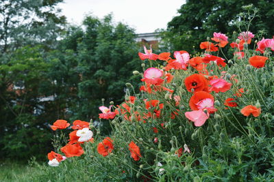 Close-up of flowers blooming in park