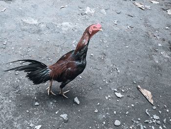 High angle view of bird on street