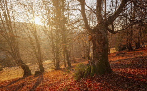 Trees in forest during autumn