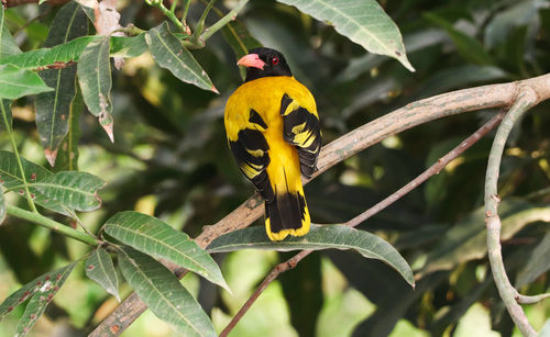 Beautiful black-hooded oriole sit on a tree