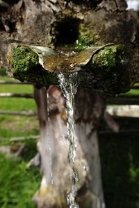 Close-up of water drop falling on tree trunk