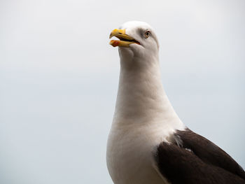 Close-up of seagull against clear sky