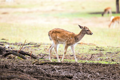 Deer standing on field