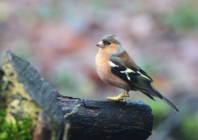 Close-up of bird perching on wood