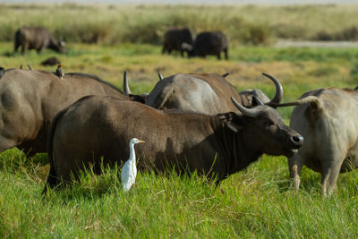 White bird with a herd of african buffalo in a field in the maasai mara in kenya