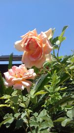 Close-up of rose blooming outdoors