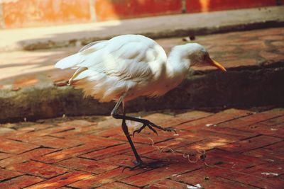 Close-up of bird perching outdoors