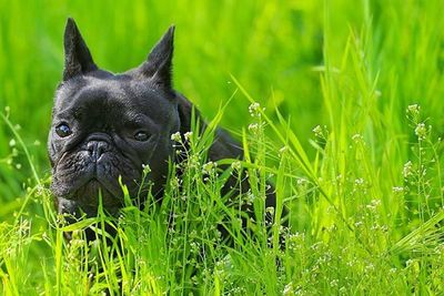 Close-up of black dog on grassy field