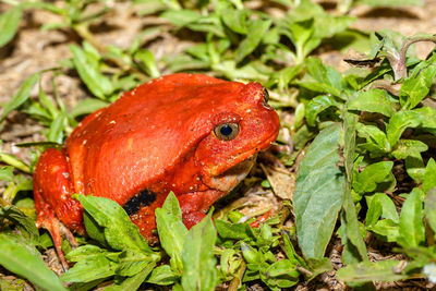 Close-up of a reptile on field