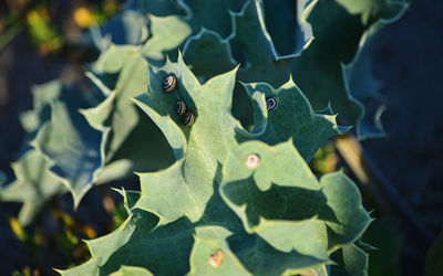 Close-up of leaves