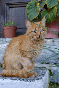 Portrait of cat sitting on potted plant