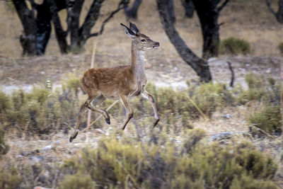 Deer standing in a forest