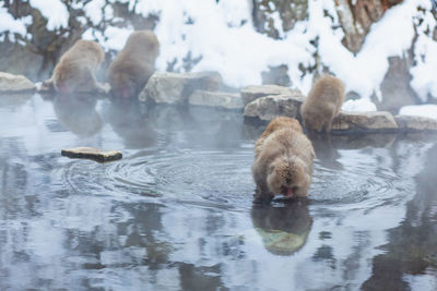 Japanese snow monkeys drinking water from the hot springs