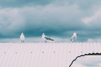 Low angle view of birds perching on railing against cloudy sky