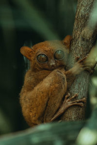 Close-up portrait of cat on tree