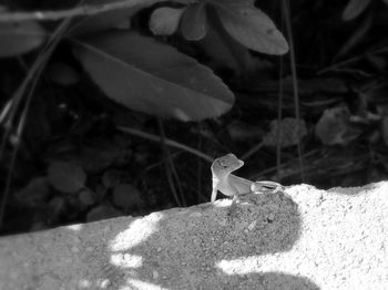 Close-up of lizard