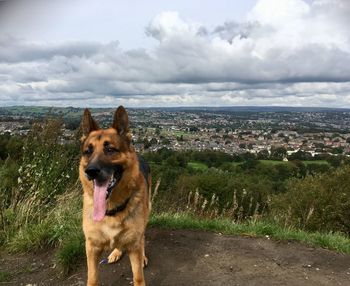 Alsatian green land