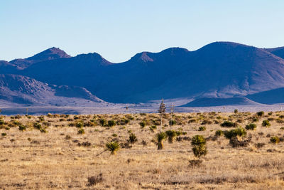 Desert landscape with yucca and mountains