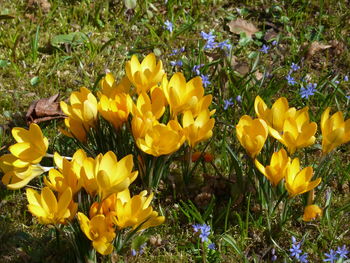 Close-up of yellow flowers blooming outdoors