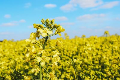 Close-up of fresh yellow flowers in field