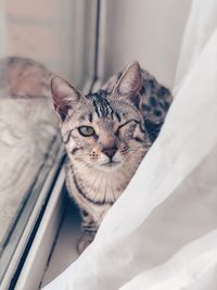 Close-up portrait of a cat