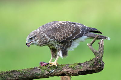 A common buzzard up close