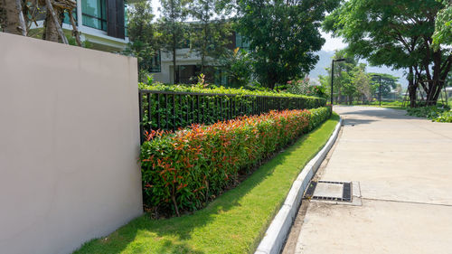 A grey color concrete road in under shading, colorful flowering plant and green shrub by sideway