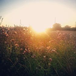 Sun shining through plants on field