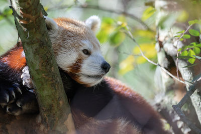 Red panda in a tree