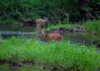Horse standing by lake against trees