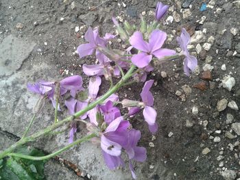 Close-up of purple flowers