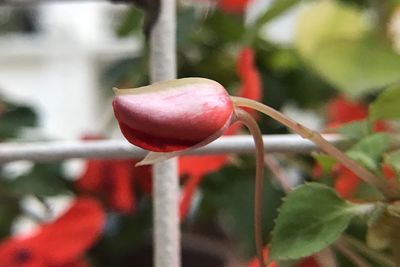 Close-up of red flower