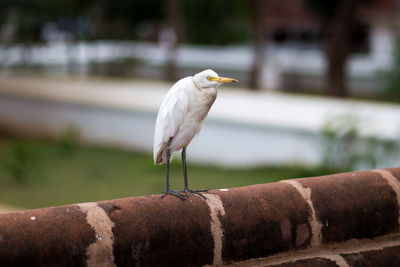 Close-up of bird perching on retaining wall