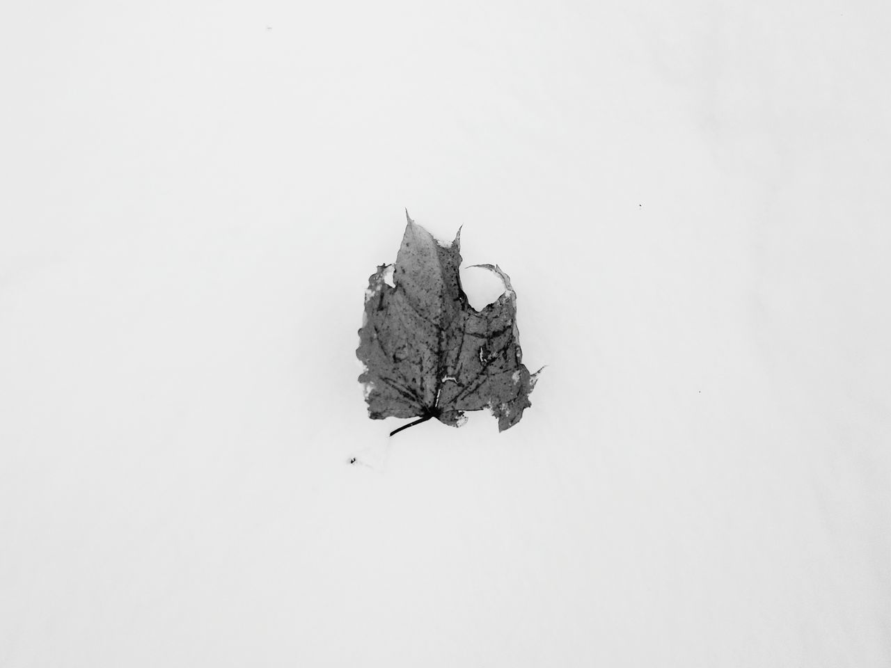 copy space, studio shot, white background, clear sky, leaf, single object, dry, close-up, cut out, nature, no people, leaf vein, outdoors, natural pattern, day, tranquility, high angle view, textured, beauty in nature, still life